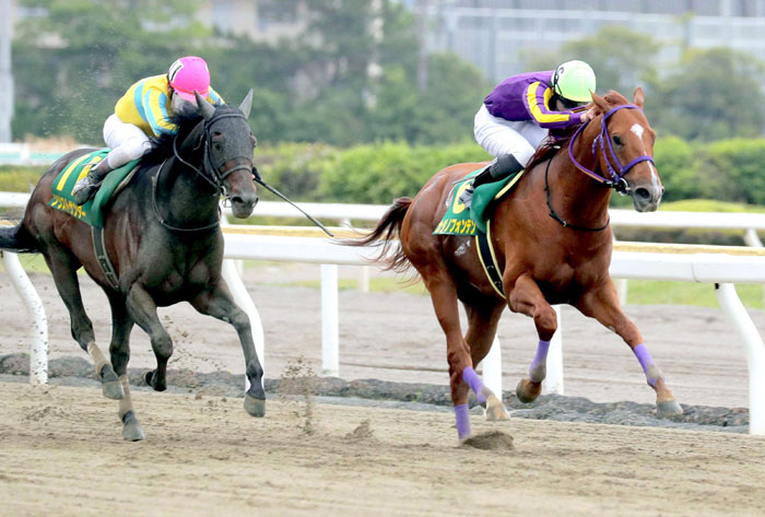 5/5(水)(祝) 第33回かしわ記念カジノフォンテン優勝