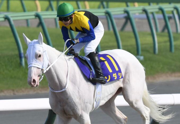 ソダシ８着初黒星に吉田隼騎手「距離なのか」