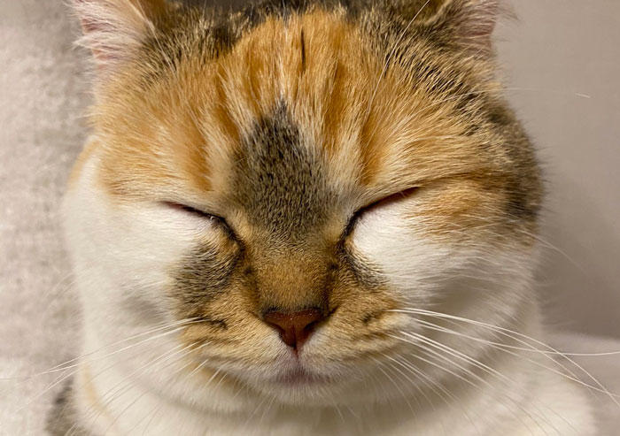 藤田伸二に競馬界から圧力か？「藤田には関わるな」