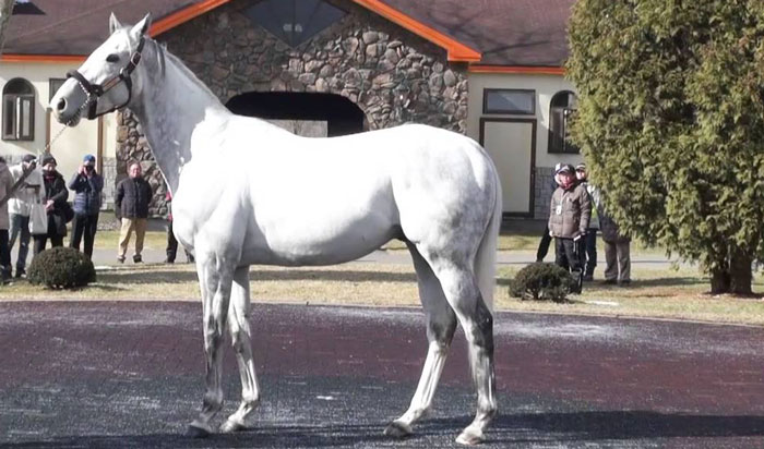 ゴールドシップ種牡馬大成功！！