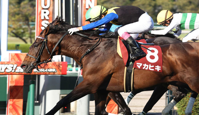 マカヒキ、９歳