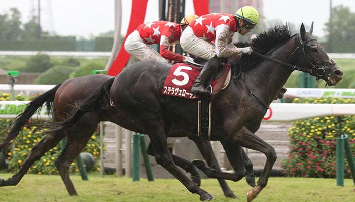 ステラヴェローチェ中山金杯は見送り日経新春杯へ