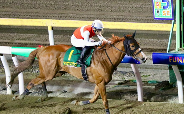 【かしわ記念】オルフェーヴル種牡馬大成功！！