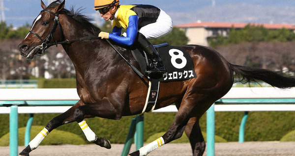 ヴェロックス引退