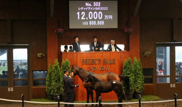 キズナ産駒大暴落