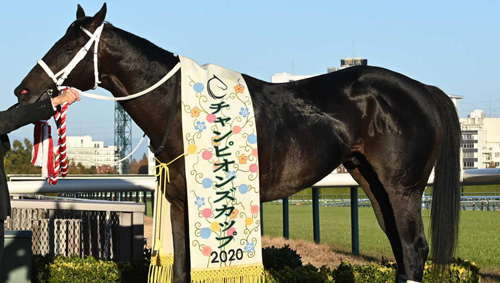 チュウワウィザード引退種牡馬入り
